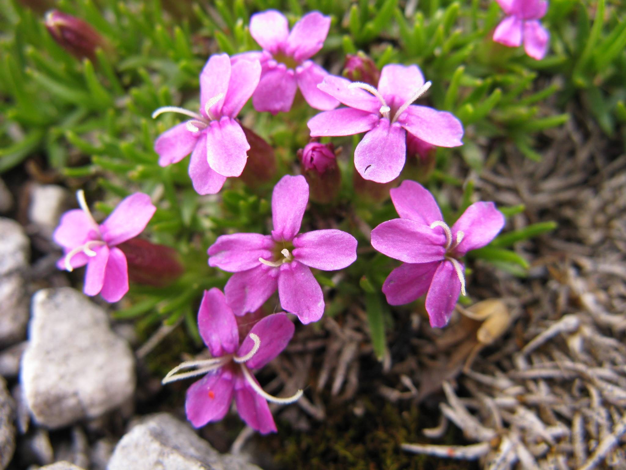 Silene acaulis